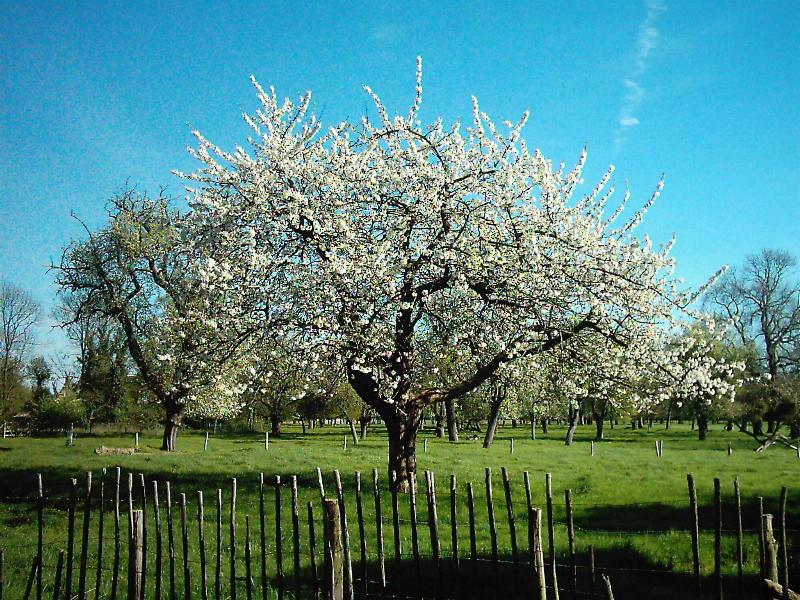 Pommier en fleur.JPG