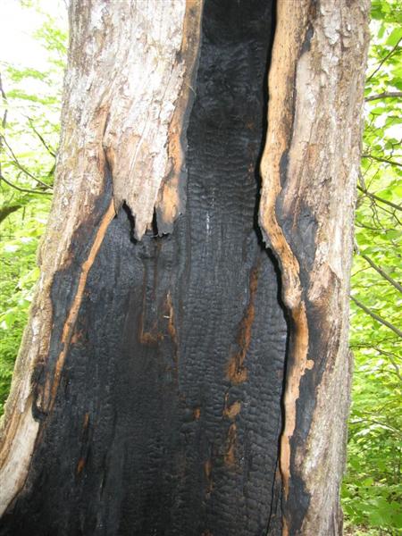 Foudre (Medium).JPG