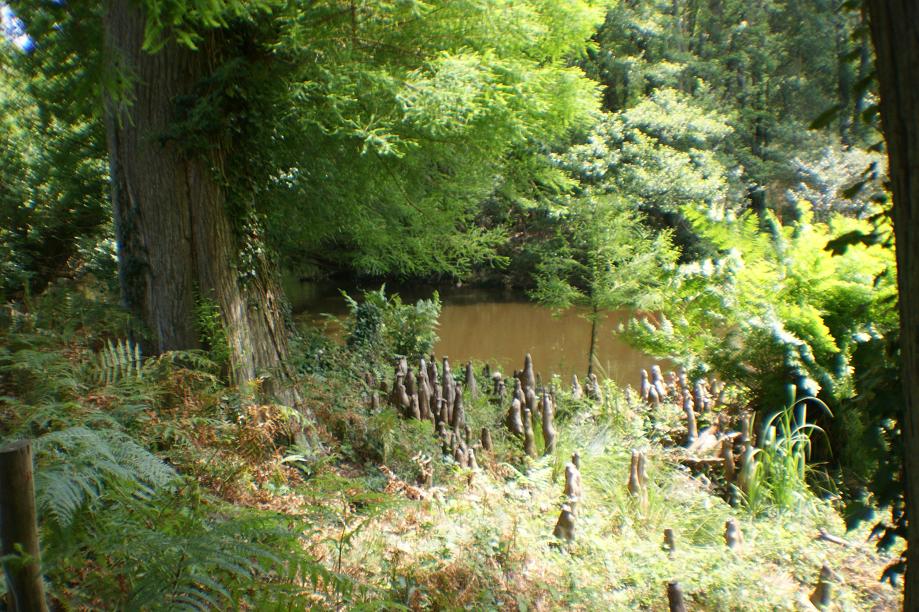 cyprès chauves,au courant du huchet
