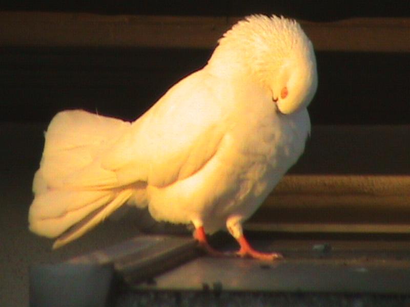 Colombe.JPG