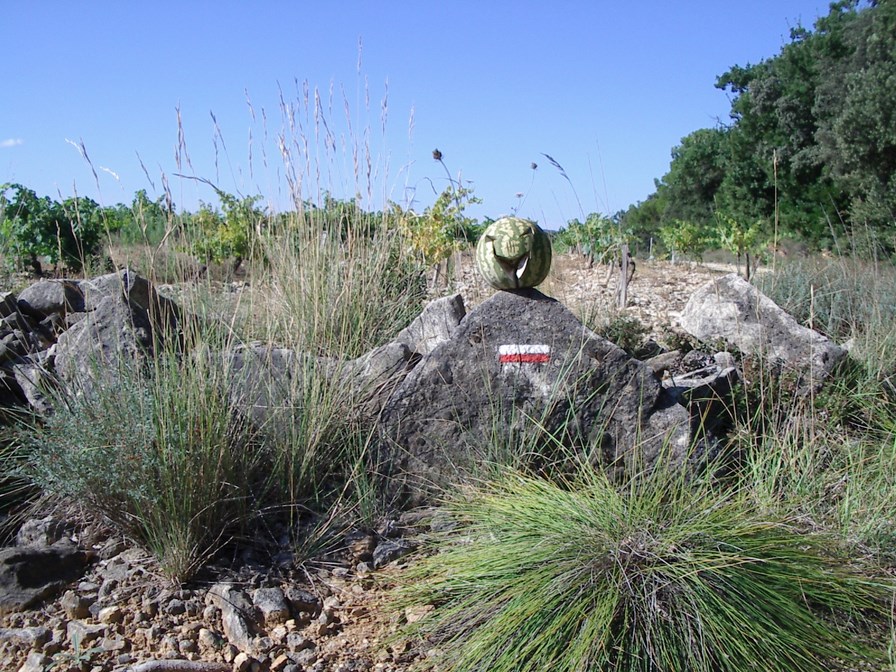 IMGP4722 (Copier).JPG