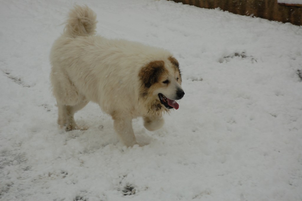 DSC_4996.JPG