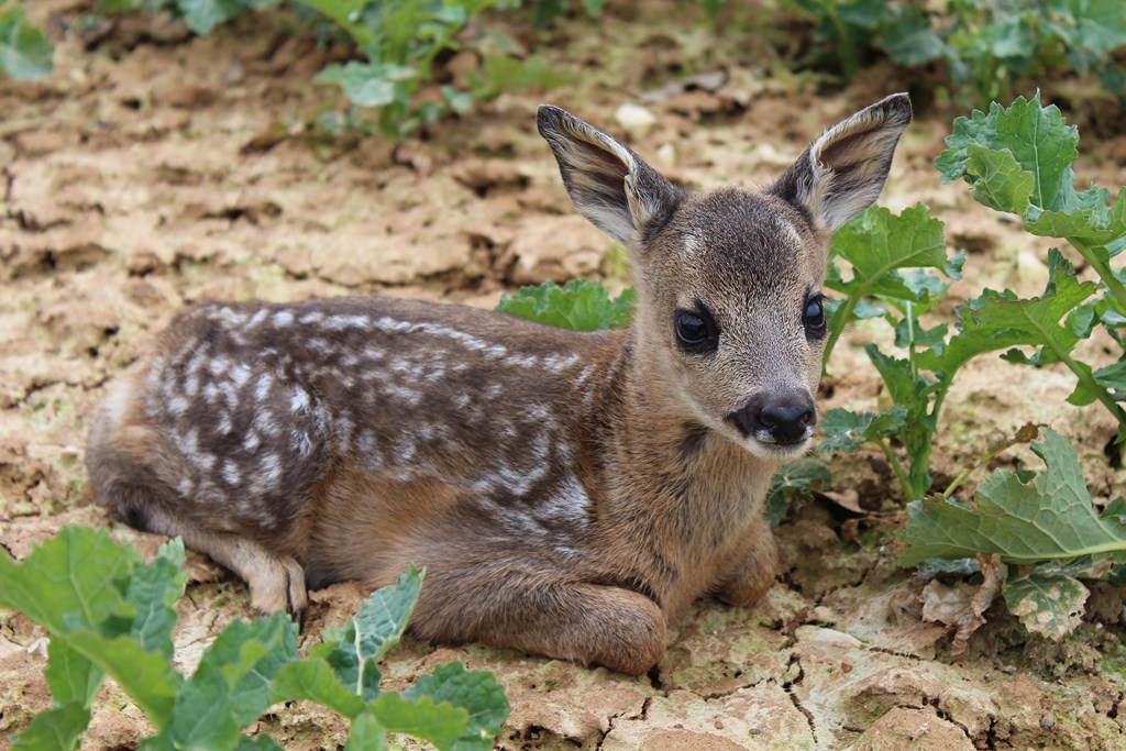 animaux 014 (Copier).JPG