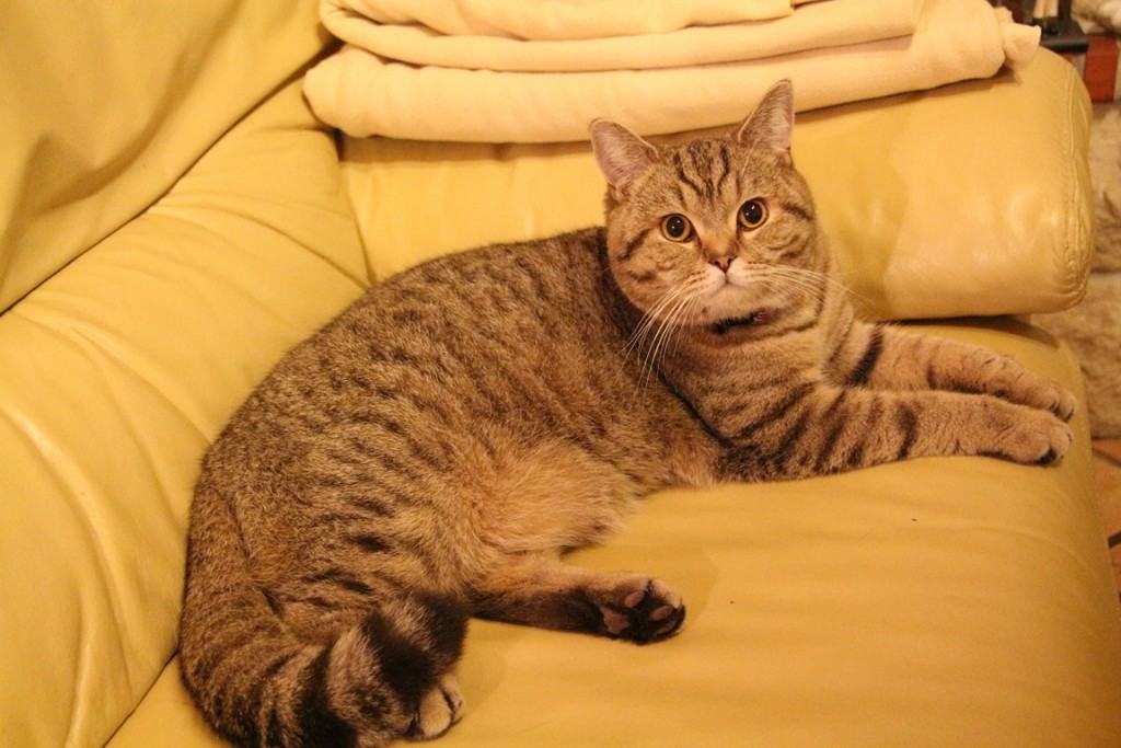 chatcorine 014 (Copier).JPG