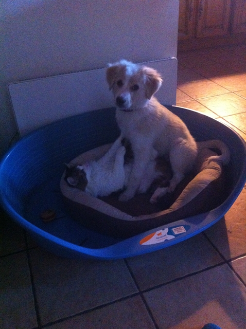 sont chiot avec le chat