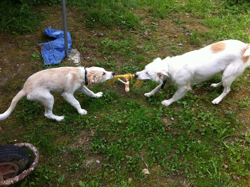 là a un an joue avec maman