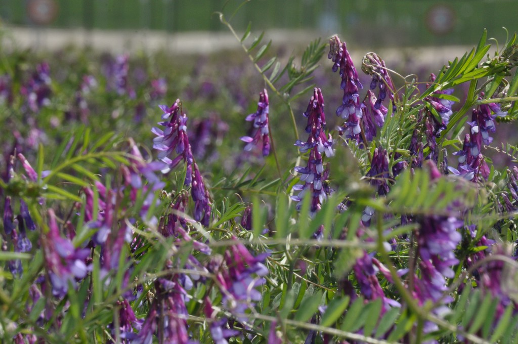 Vers Penafiel_03.JPG