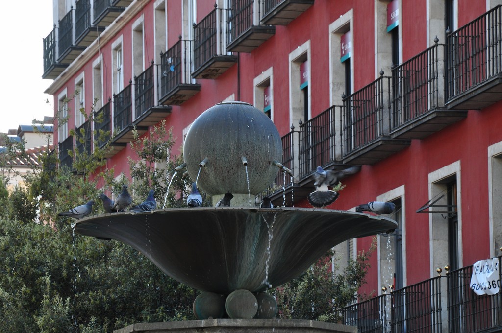 Cette vasque leur sert de baignoire et d'abreuvoir