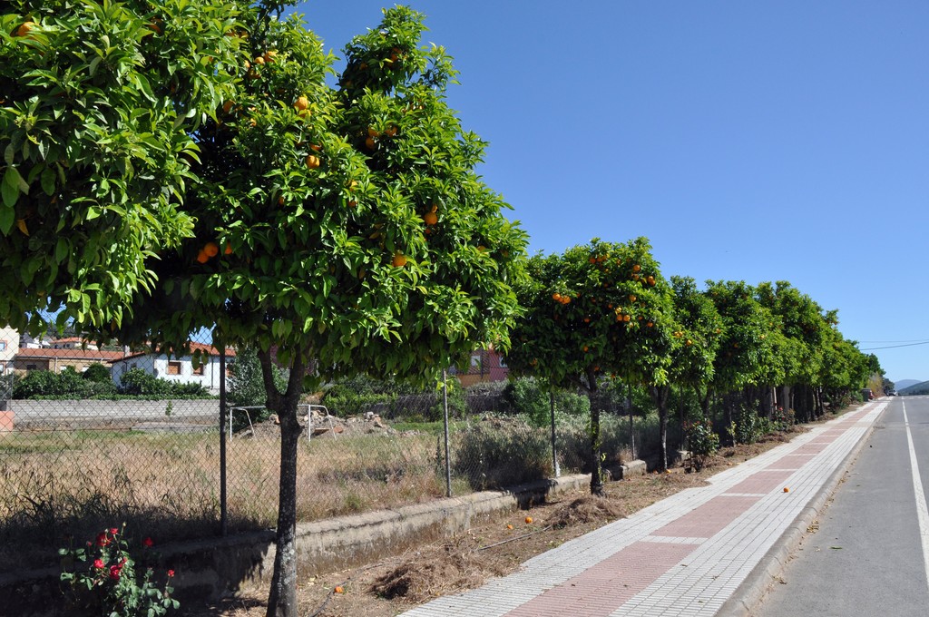 Dans certains villages, les platanes ont cédé la place à des os rangés