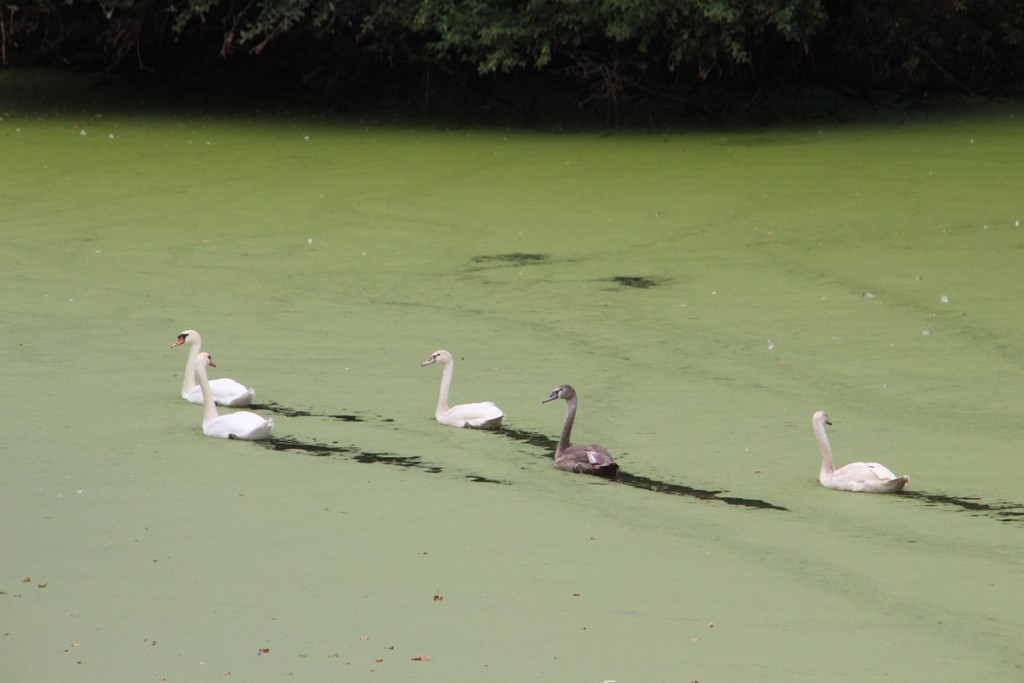 loireàvélo2014 059 (Copier).JPG