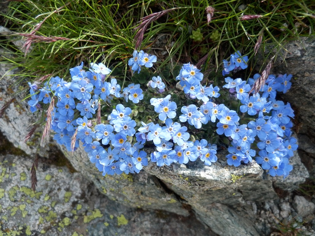 myosotis