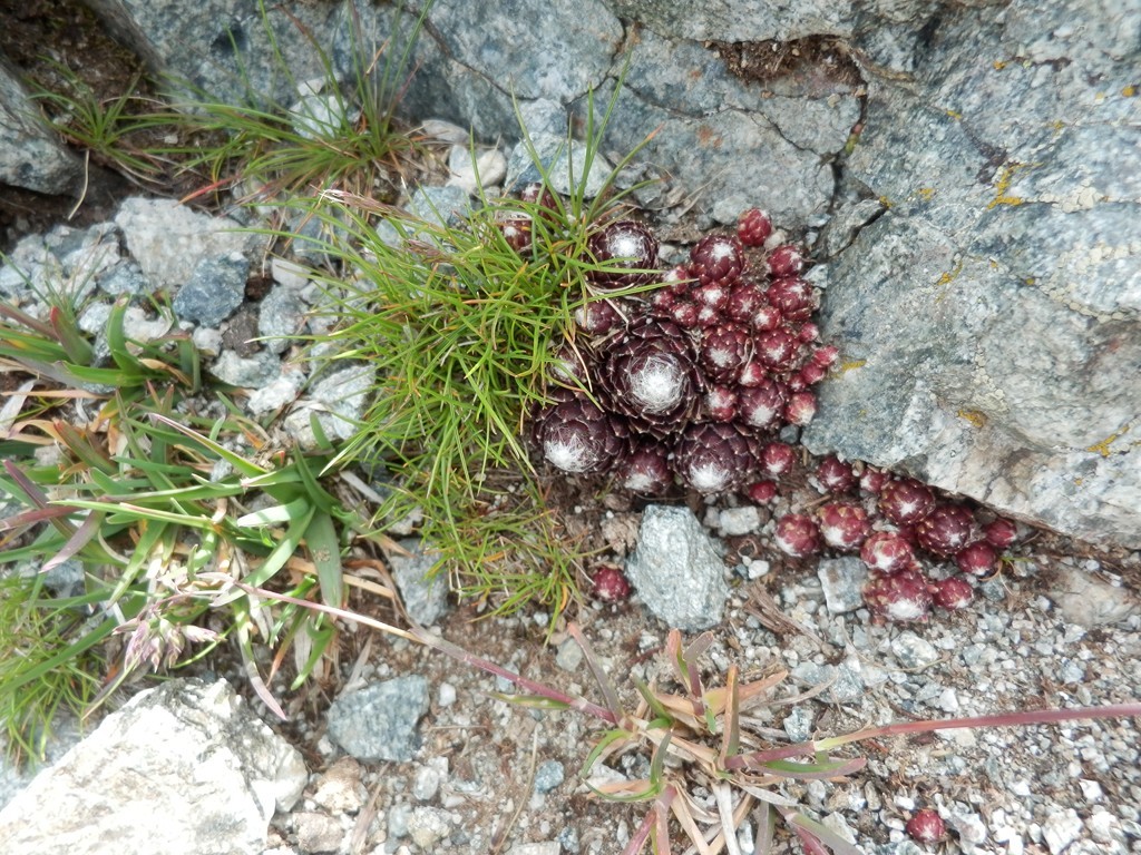 joubarbe étoilée