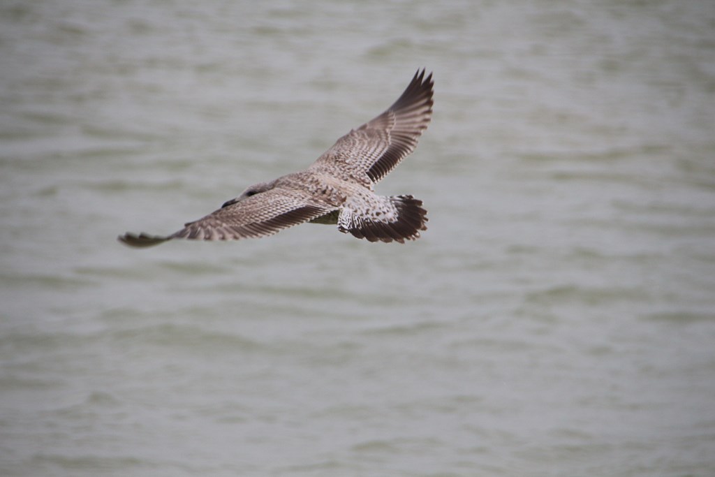 BaiedeSomme 195 (Copier).JPG