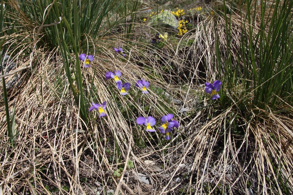 La clarée0514 303 (Copier).JPG