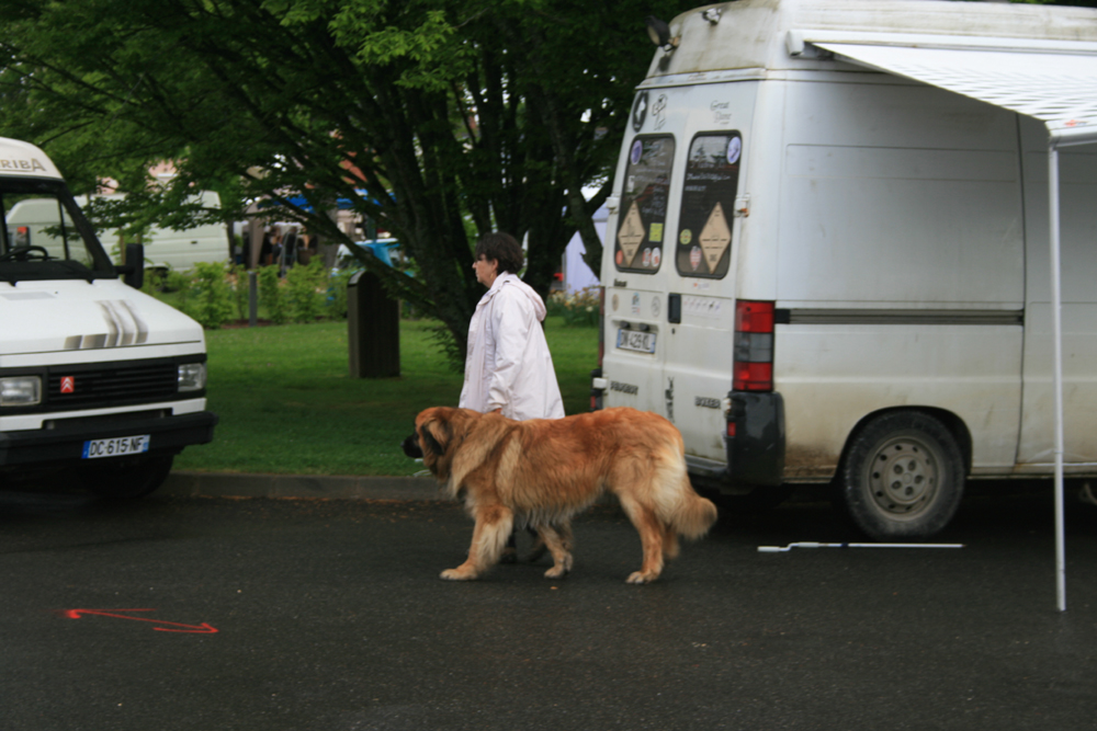 Imphy, Léonberg de 18 mois