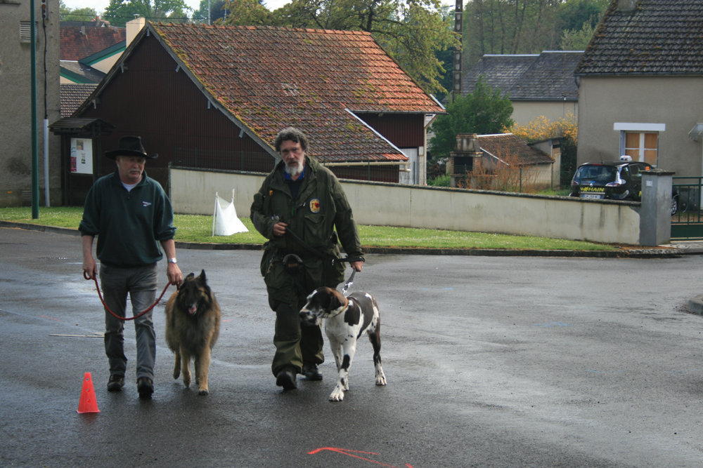 Retour de promenade avec l'éducateur et Joy, Dogue Allemand arlequin de 5 mois.