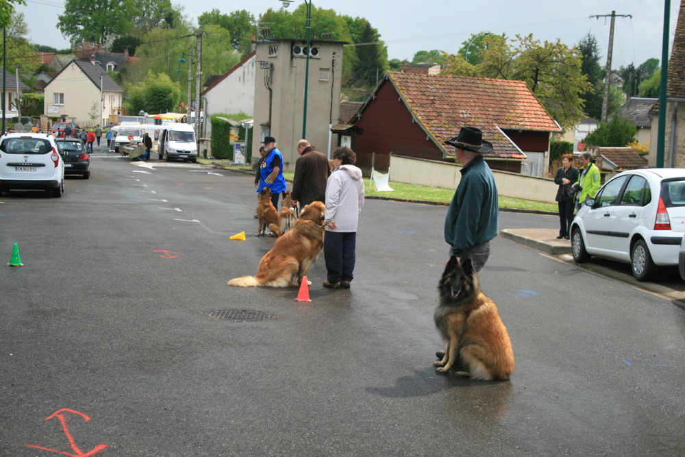 Edison en attente pour le slalom entre les chiens.