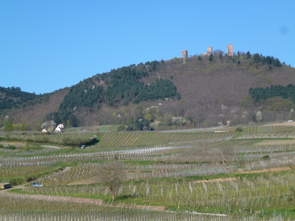 environ d eguisheim