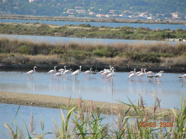 balade commentée dans les marais salans