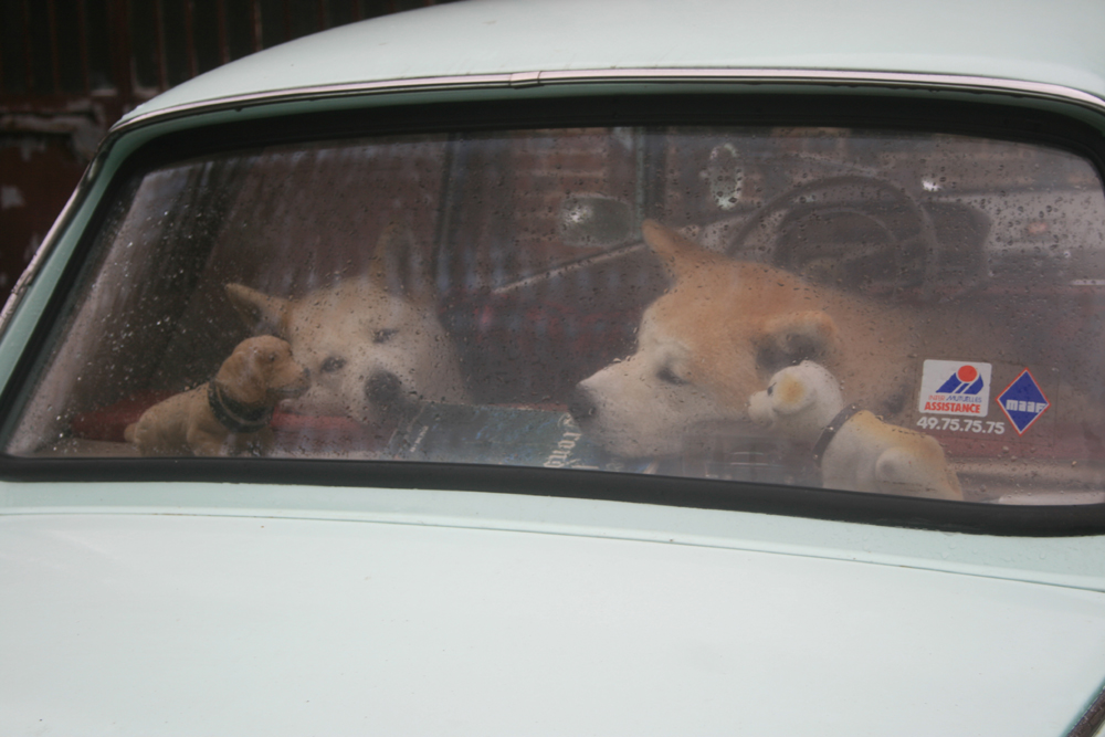 2 Akita Inu comme anti-vol dans une 404.