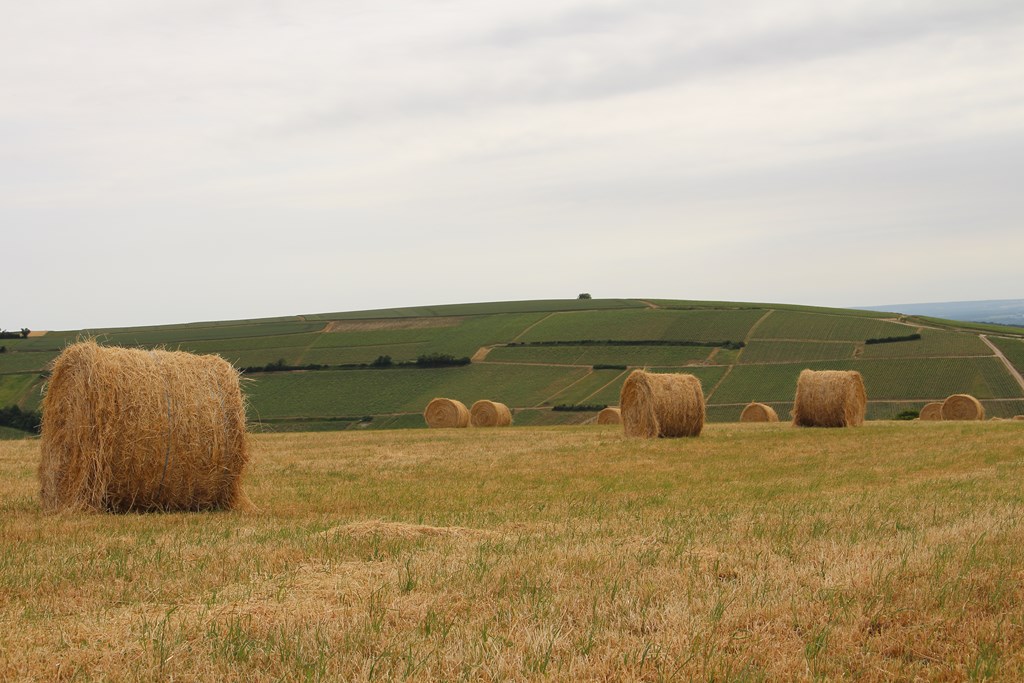 baladegourmande14 016 (Copier).JPG