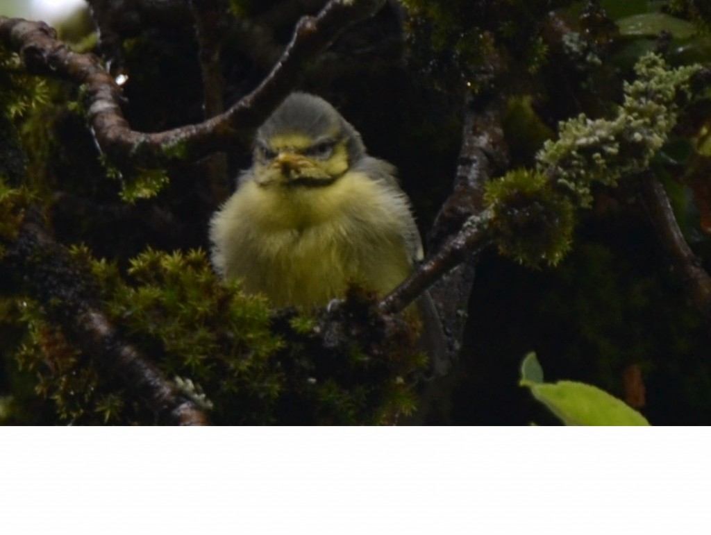 Mésange sortie du nid.jpg