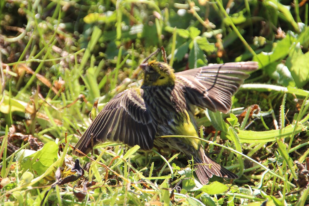 verdier 004 (Copier).JPG