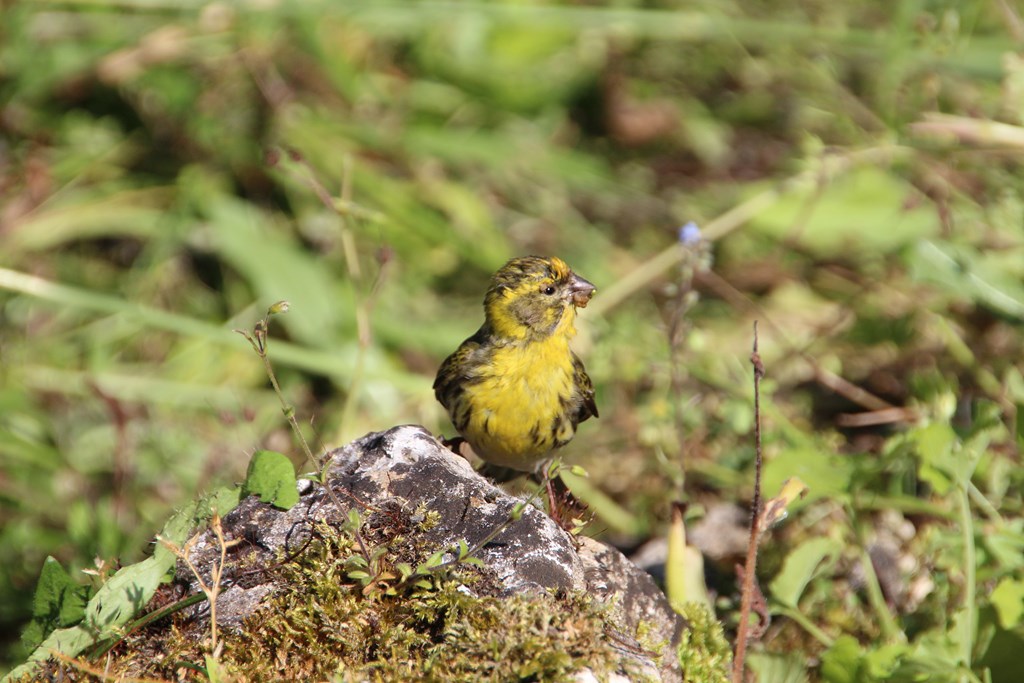 verdier 019 (Copier).JPG