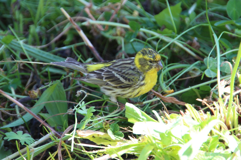 verdier 022 (Copier).JPG