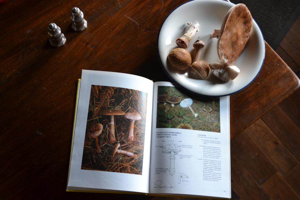 Amanite rougeatre ou Golmote 002 (Large).jpg