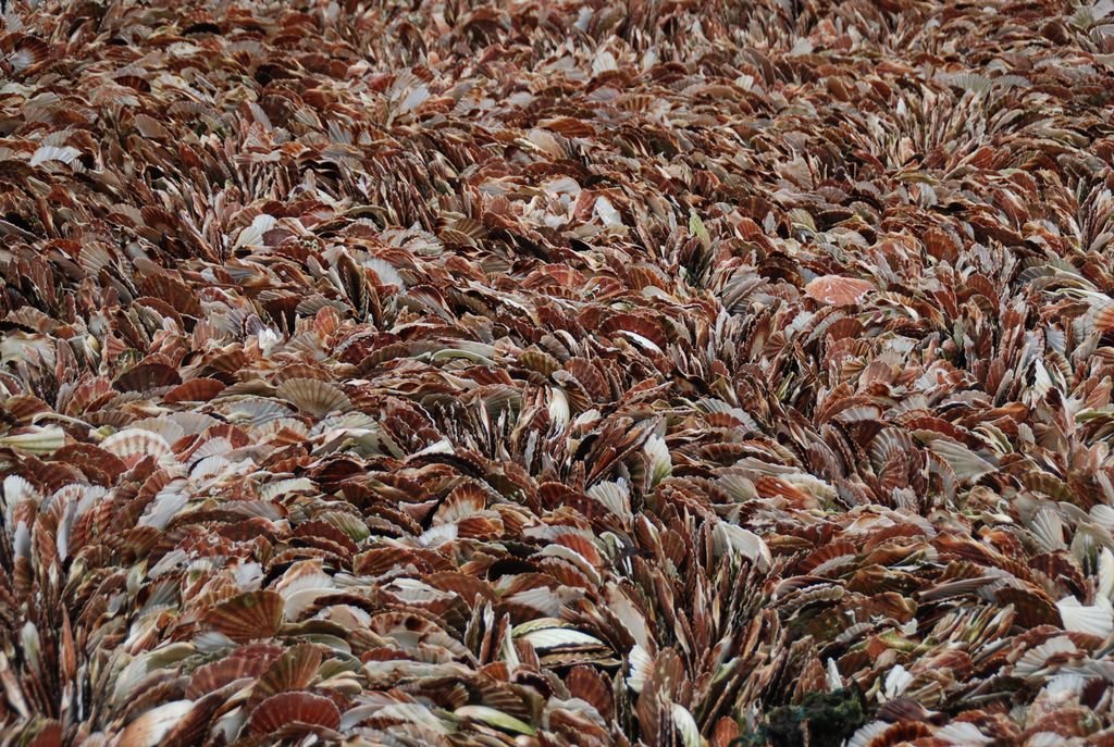 Avec ces coquillages, des fresques se dessinent au grès des marées