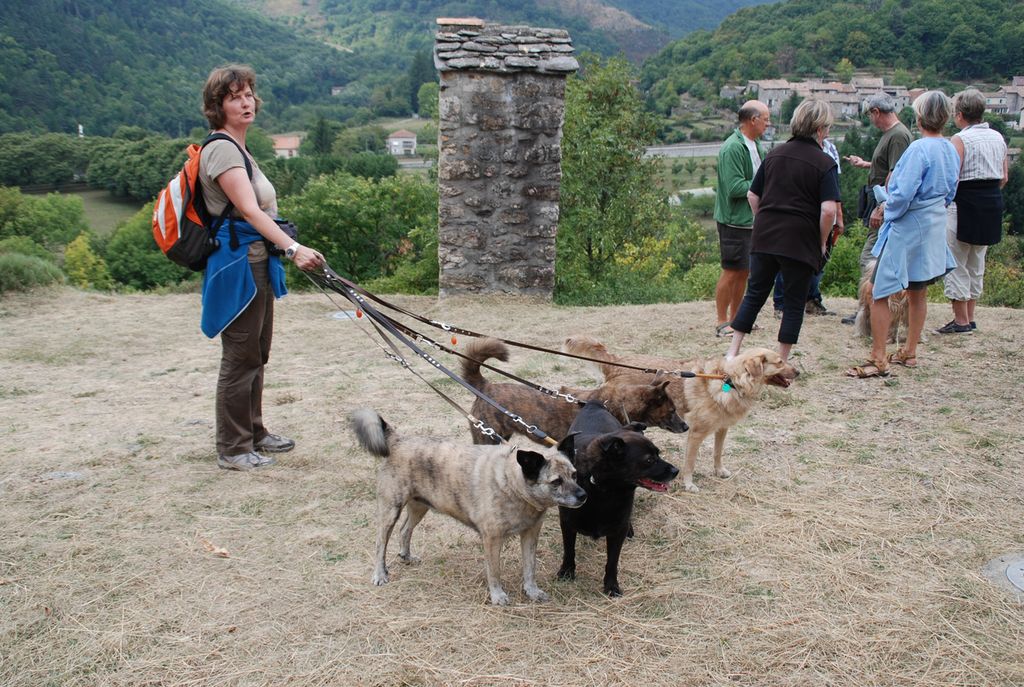 Les fauves sont toujours de la partie, 7 caravanes dont 7 trolls, 8 chiens