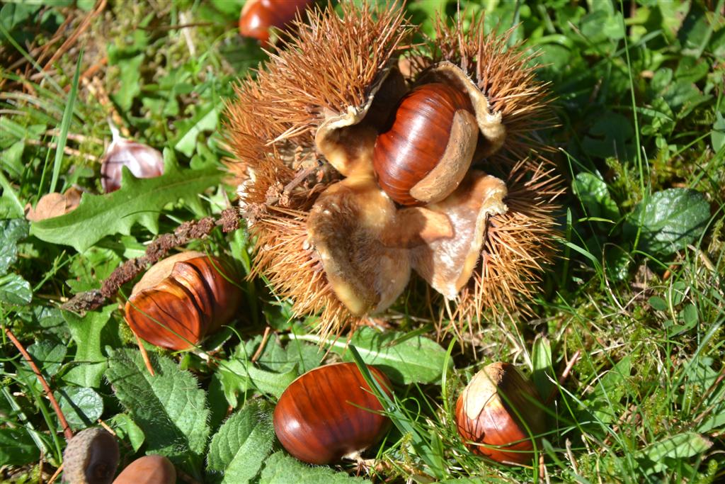 la Minerve 007 (Large).jpg