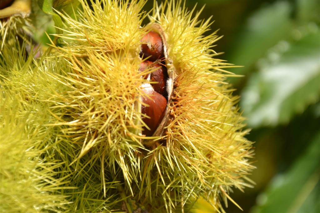 la Minerve 012 (Large).jpg