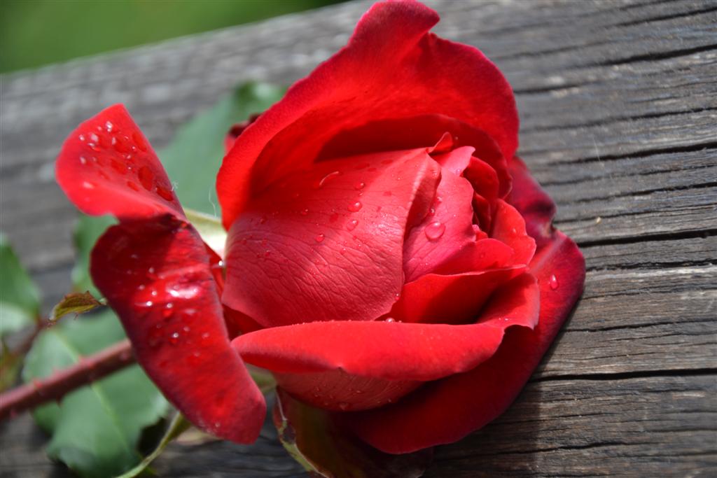 la Minerve 027 (Large).jpg