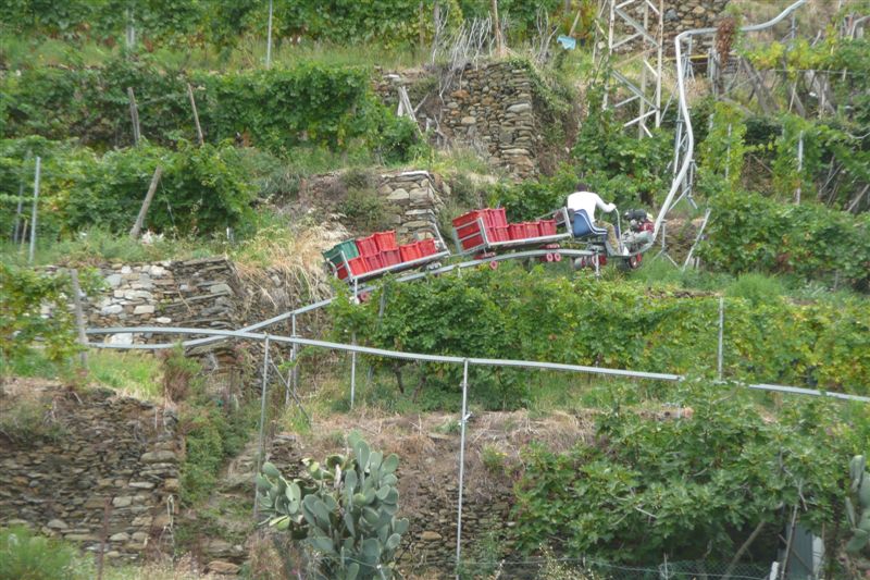 Ligurie Vernazza vendanges à flanc de colline