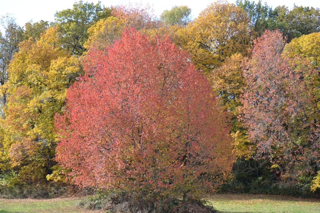 Automne Cantal 057 (Large).jpg