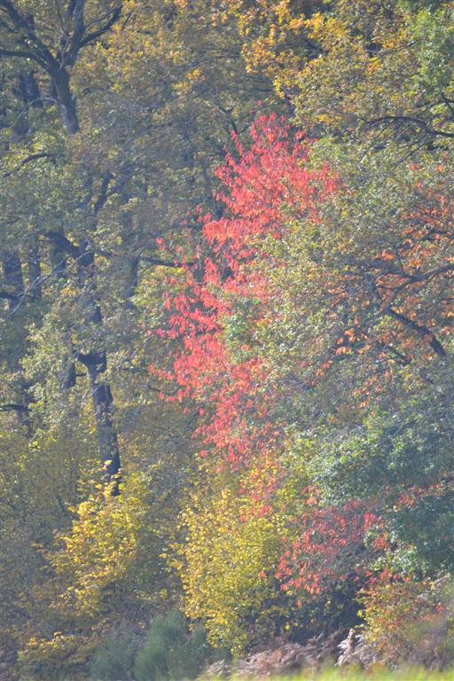 Automne Cantal 015 (Large).jpg