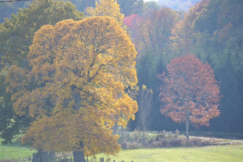 Automne Cantal 031 (Large).jpg