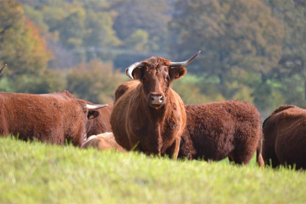 Automne Cantal 034 (Large).jpg