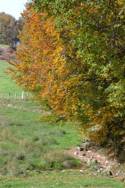 Automne Cantal 039 (Large).jpg