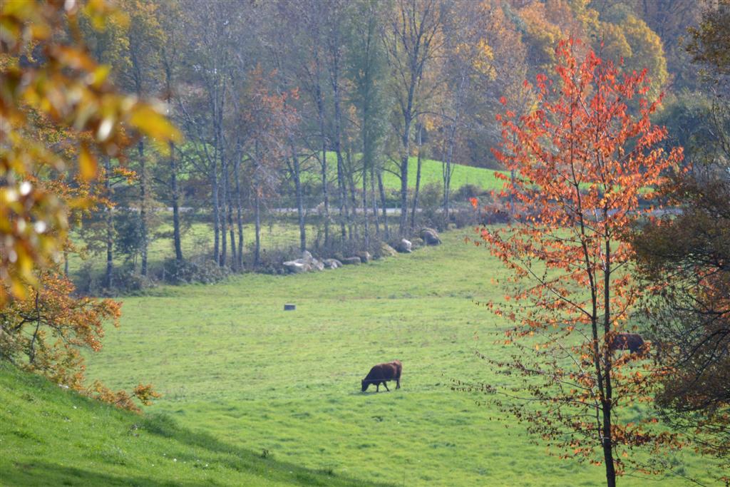 Automne Cantal 045 (Large).jpg