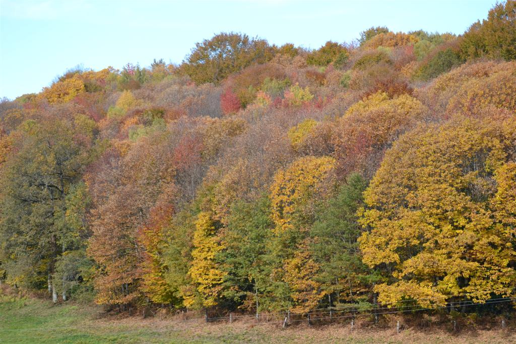 Automne Cantal 048 (Large).jpg