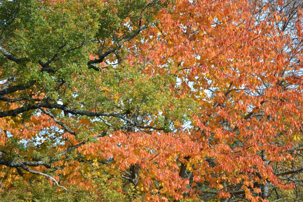 Automne Cantal 052 (Large).jpg