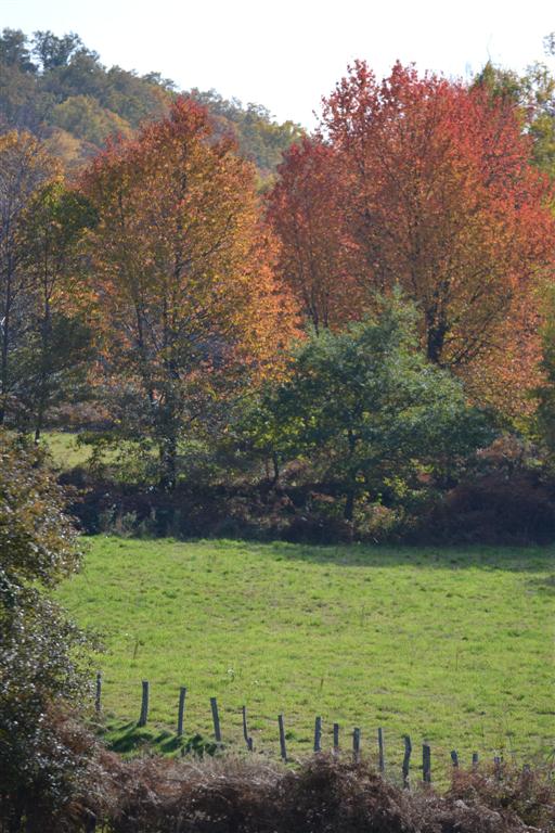 Automne Cantal 054 (Large).jpg