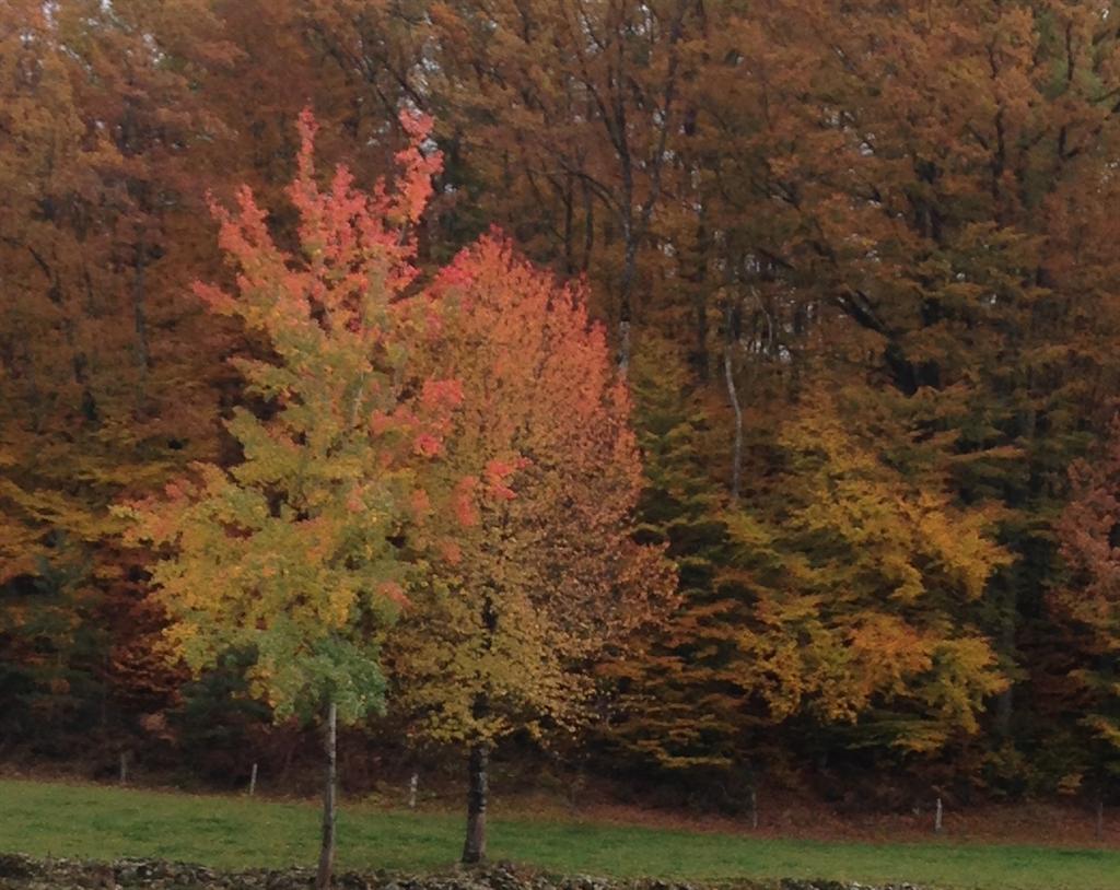 Montredon prés Cayrols 3 (Large).JPG