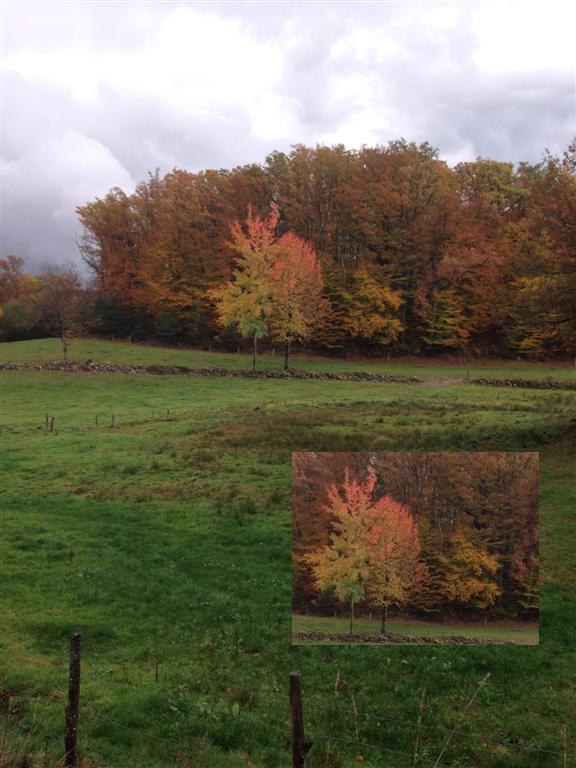 Automne Cantal 076 (Large).jpg