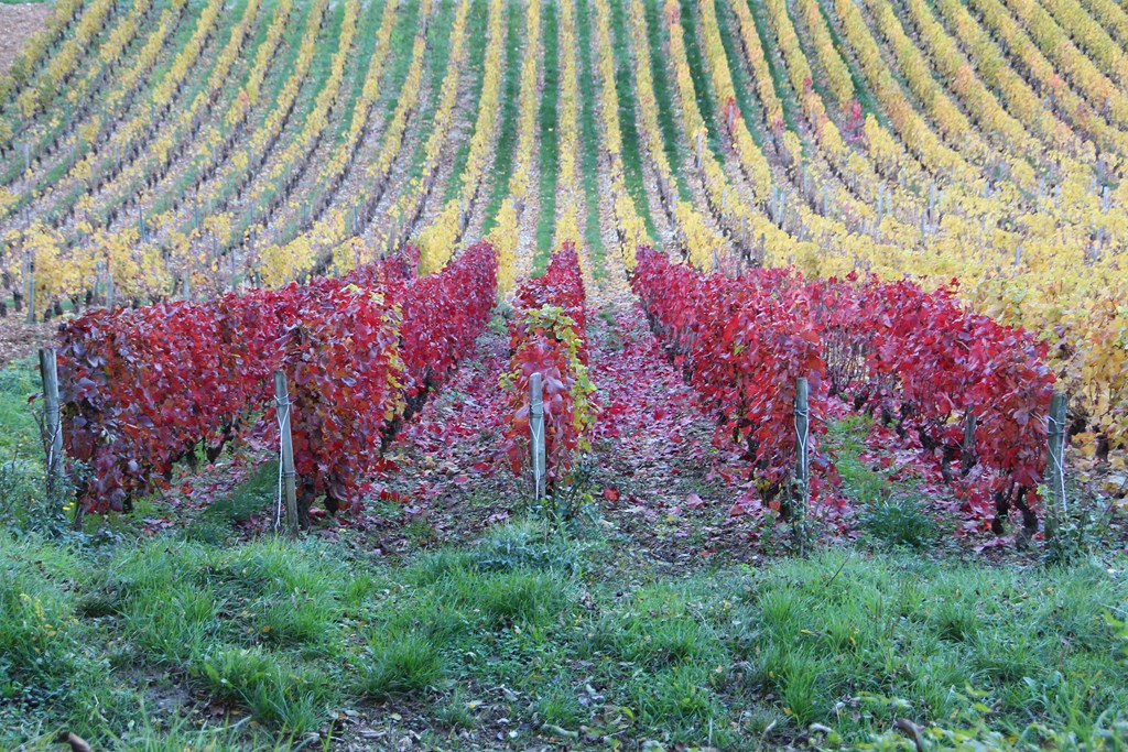 sancerre 102015 035 (Copier).JPG