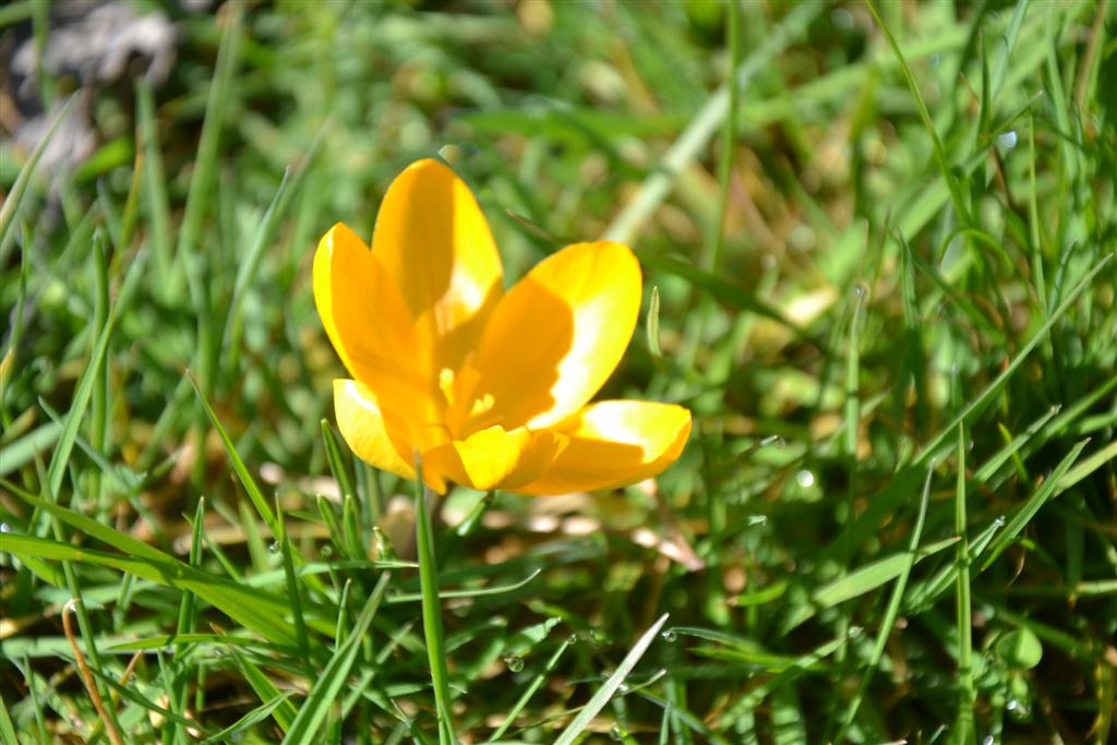 La Minerve 025 (Large).jpg