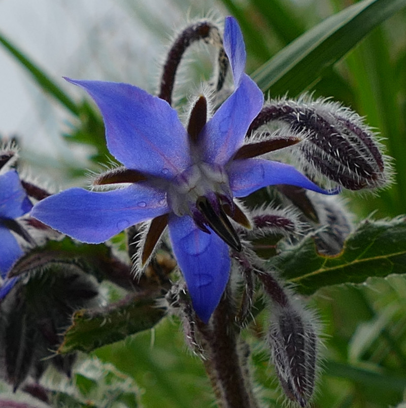 bourrache officinal.jpg